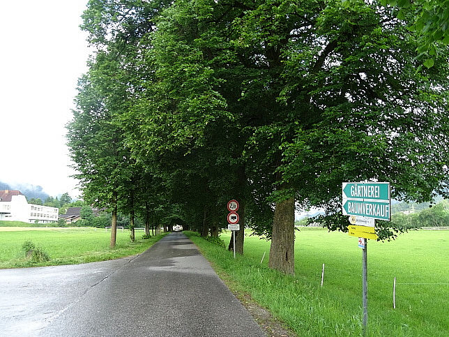 Rotholz, Lindenallee