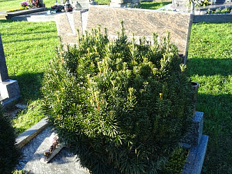 Friedhof Gerersdorf bei G�ssing