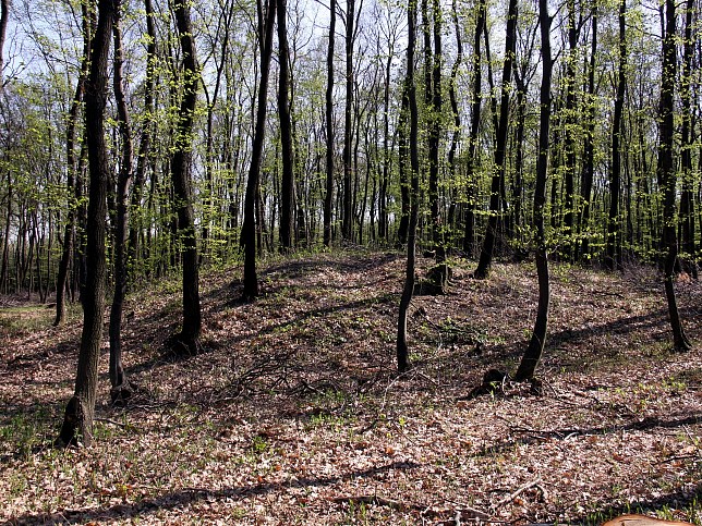 Baumgarten, Grabhgel Krippelberg