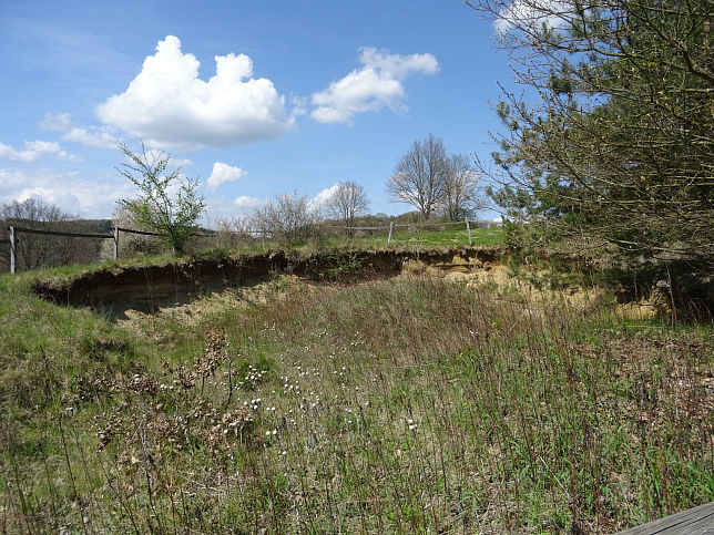 Neustift bei Gssing, Bienenfresserkolonie