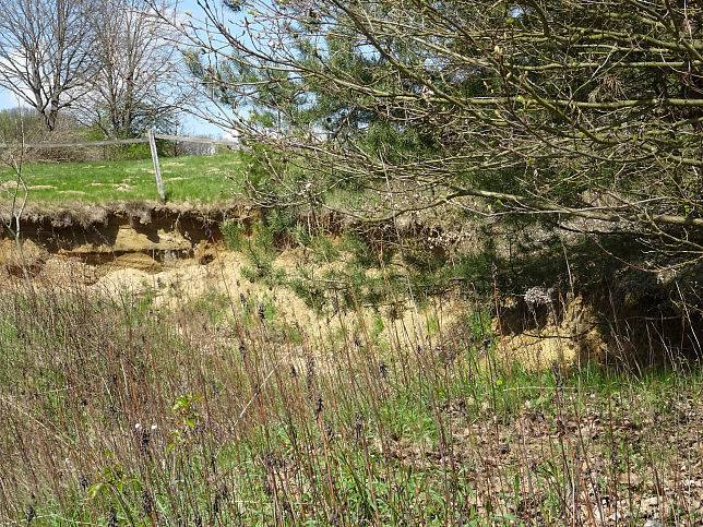 Neustift bei Gssing, Bienenfresserkolonie