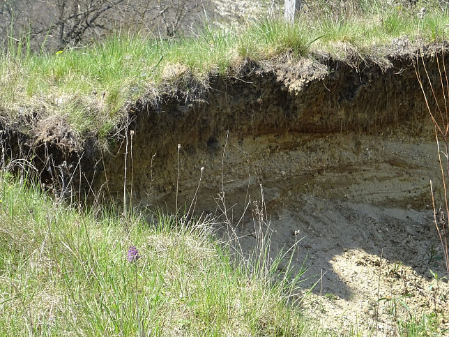 Neustift bei Gssing, Bienenfresserkolonie