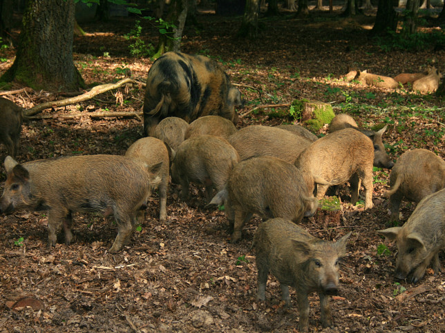 Punitz, Wildschweine