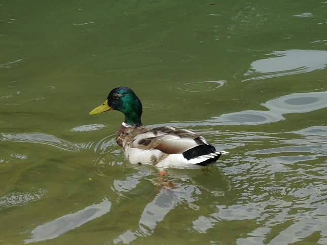 Rmersee