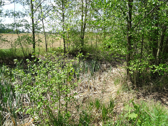 Wolfau, Biotop