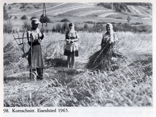 Eisenhttl, Kornschnitt