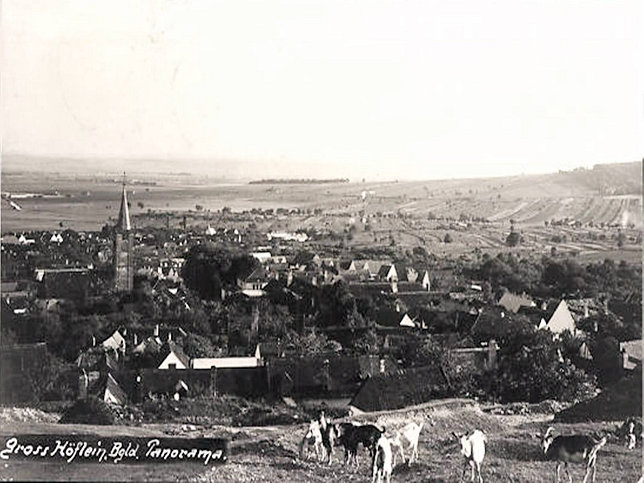 Gross Hflein, Panorama mit Ziegen, 1939