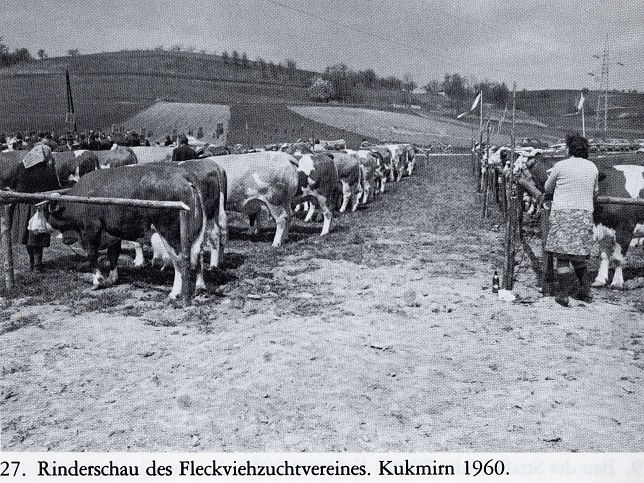 Kukmirn, Rinderschau