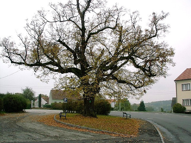 Neuberg, Baum