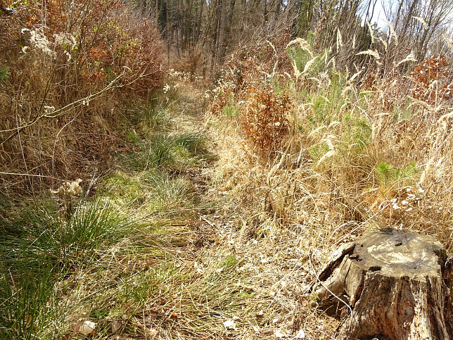 Gerersdorf - Berg- & Waldweg