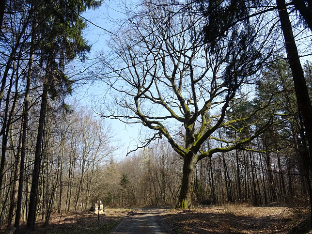 Gerersdorf - Wald- & Wiesenwanderweg