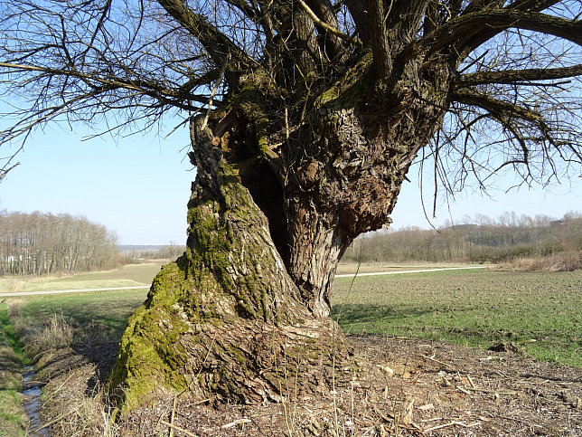 Gerersdorf - Wald- & Wiesenwanderweg