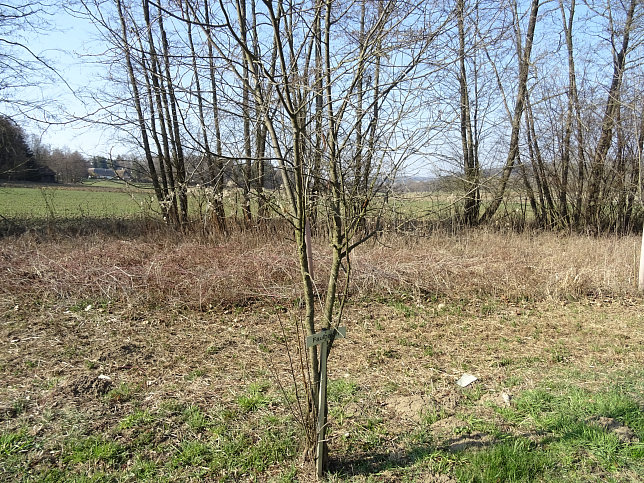 Gerersdorf - Wald- & Wiesenwanderweg