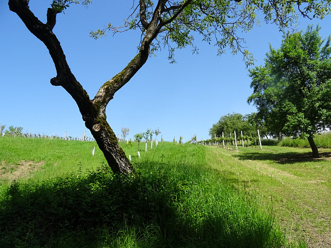 Heiligenbrunn - Zeinerberg-Runde