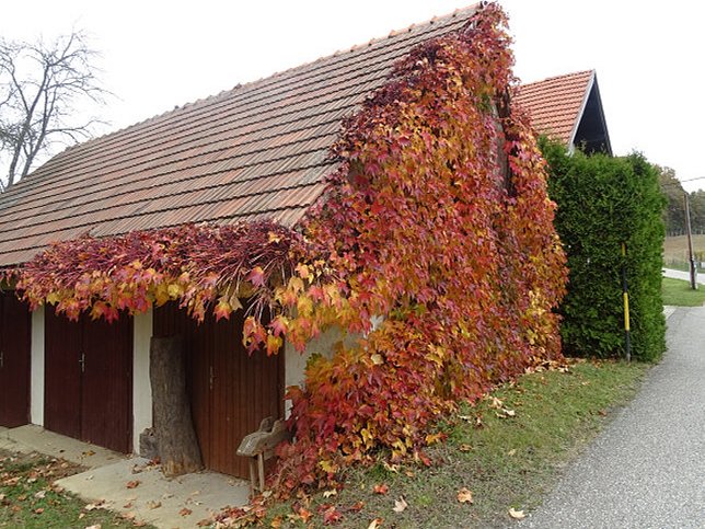 Jennersdorf - Thermenrundwanderweg