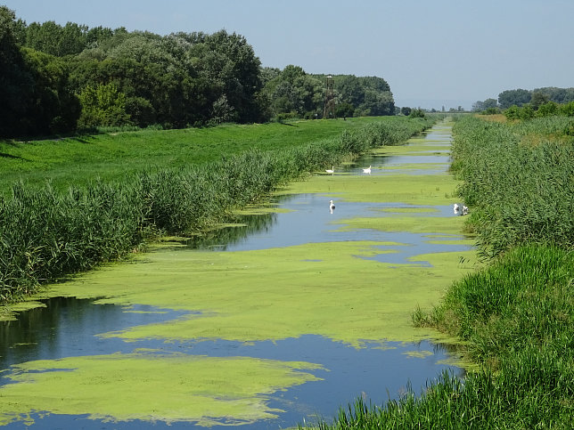 Andau, Einser-Kanal