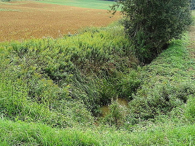 Bach von Hasendorf
