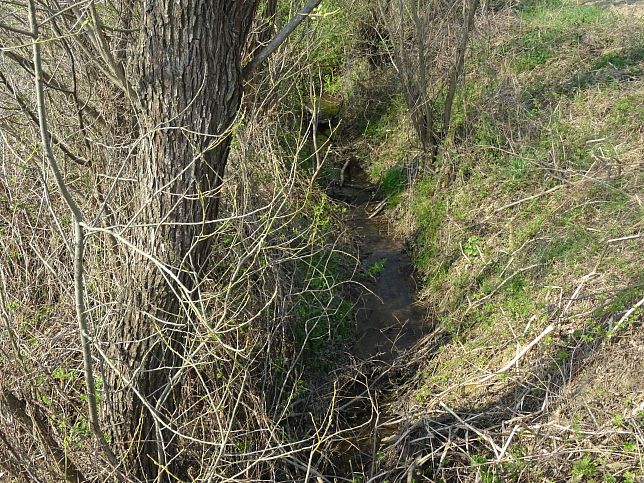 Saubach