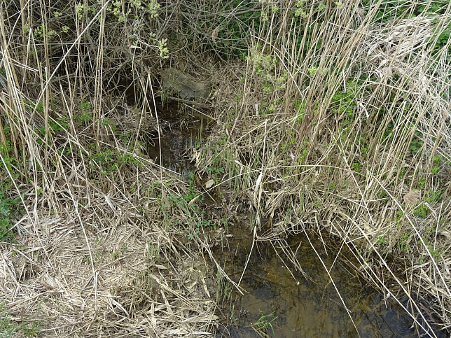 Alte Rittschein, Dotierung