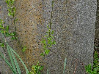 Friedhof R�baf�zes (Raabfidisch)