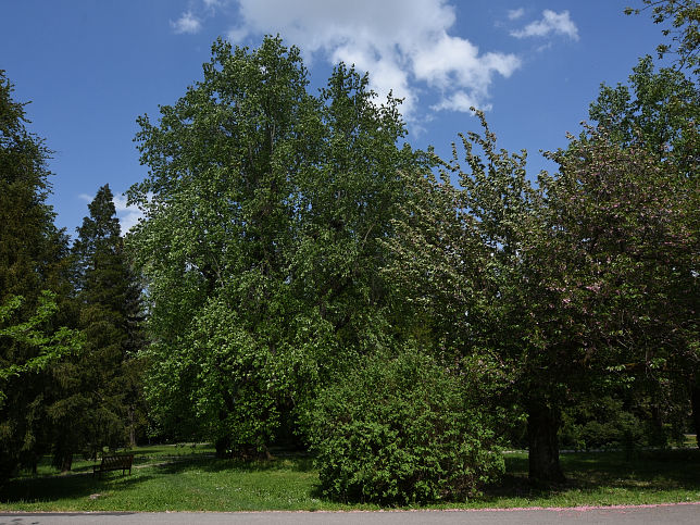 Ivnc, Schloss Sigray