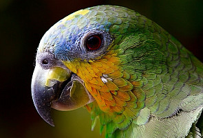 Pixabay
