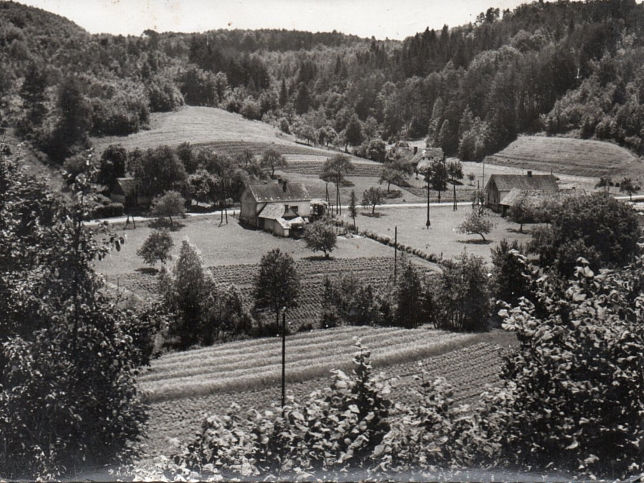 Felsszlnk, Forstwirtschaft