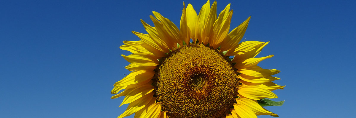 Sonnenblume
