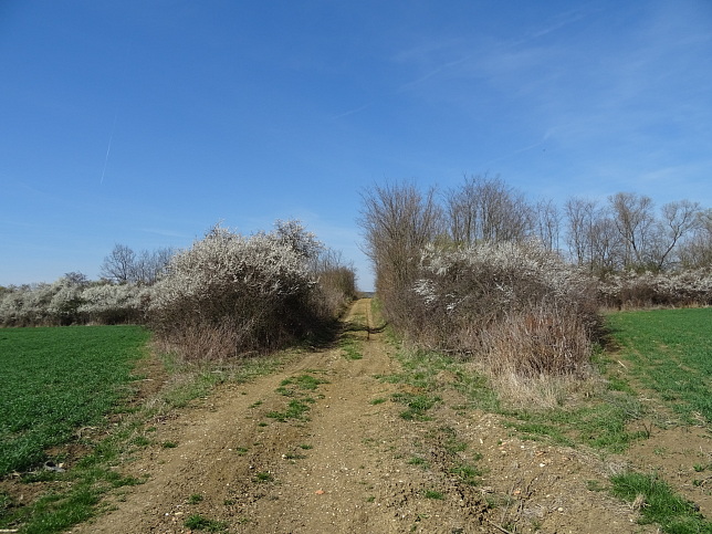Gssing Railway