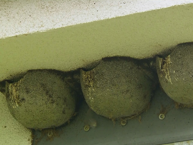 Swallow house for barracks Gssing