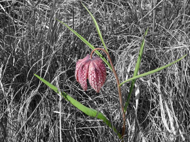 Hagensdorf, Schachblume