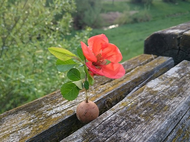 Blume am Strembach