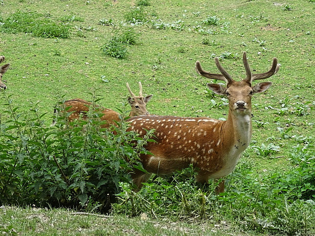 Grins, Rehe