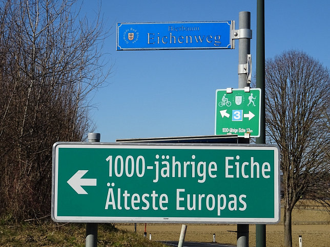 Bierbaum, 1000-jhrige Eiche