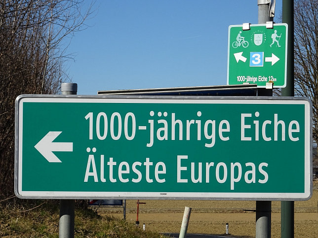 Bierbaum, 1000-jhrige Eiche