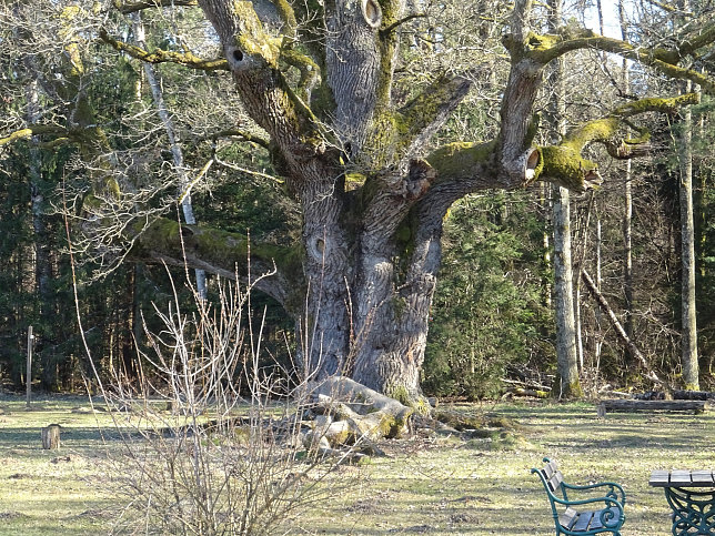 Bierbaum, 1000-jhrige Eiche
