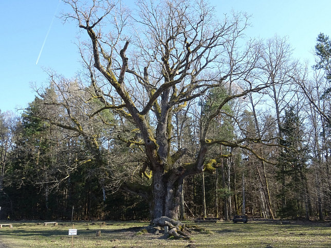 Bierbaum, 1000-jhrige Eiche