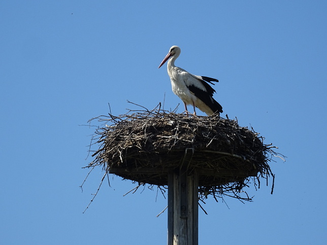 Hagensdorf, Storchennest