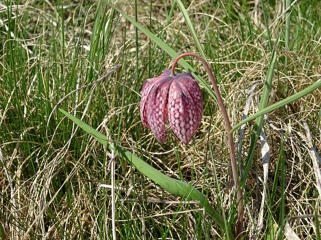 Luising, Schachblume