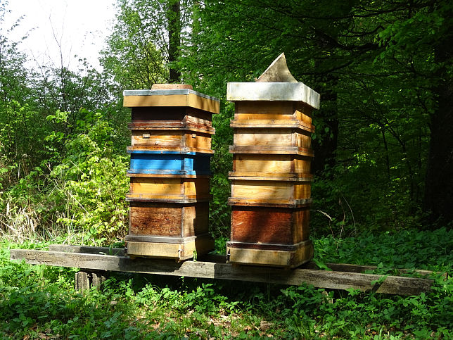 Neustift bei Gssing, Bienenstcke