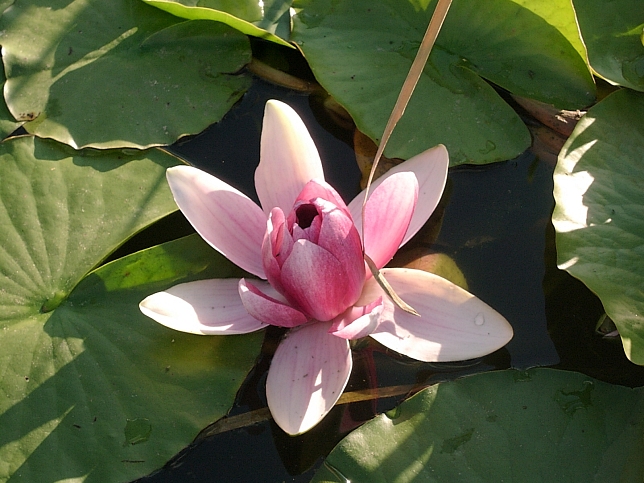 Olbendorf, Parkanlage Mittermhl