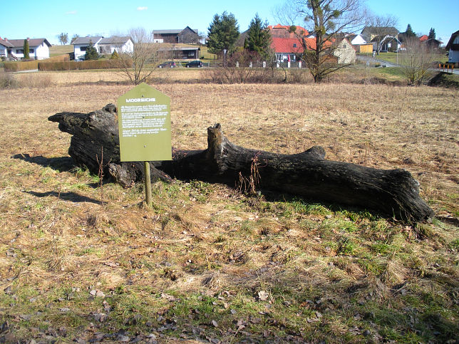 Urbersdorf, Mooreiche