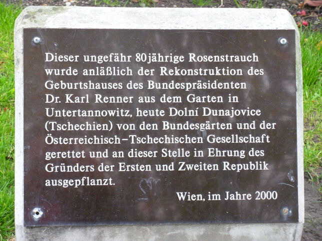 80-jhriger Rosenstrauch