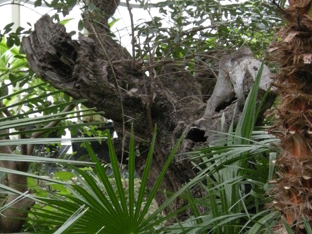 Palmenhaus (Wien-Schnbrunn)