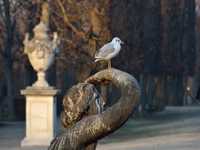Westlicher Najadenbrunnen (Sternbassin)