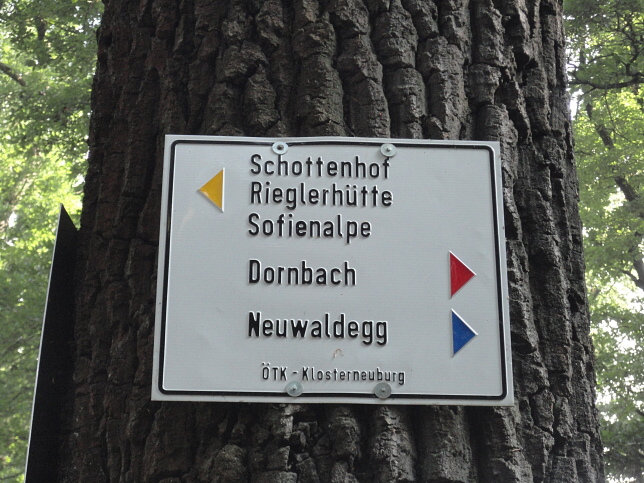 Schottenwald