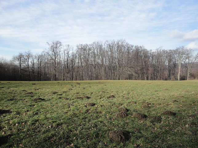 Schwarznettelwiese