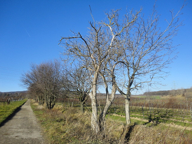 Senderstraengraben