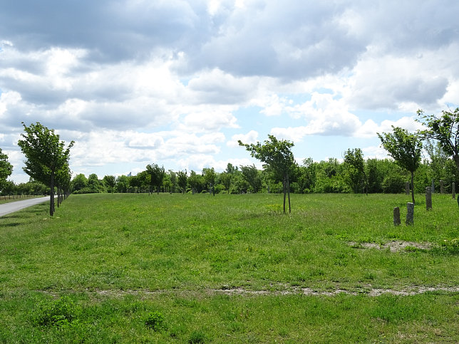 Donauinsel-Kirschenhain