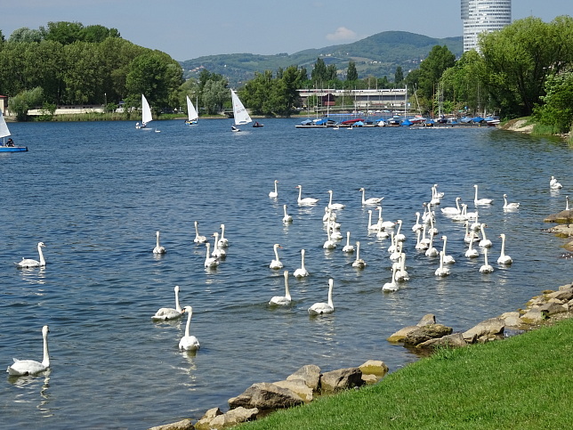 Alte Donau